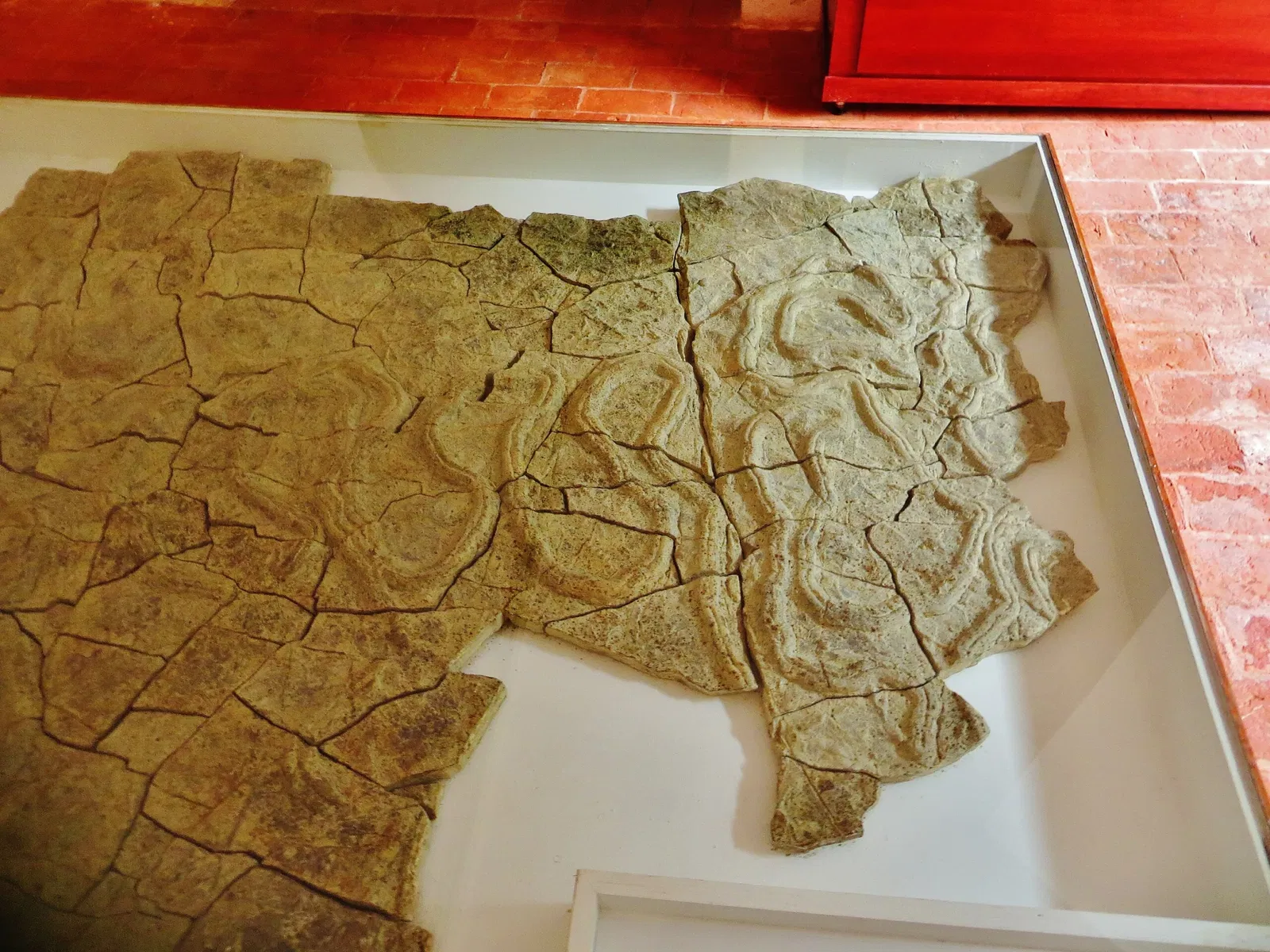 Museo di Storia Naturale dell’Università di Pisa