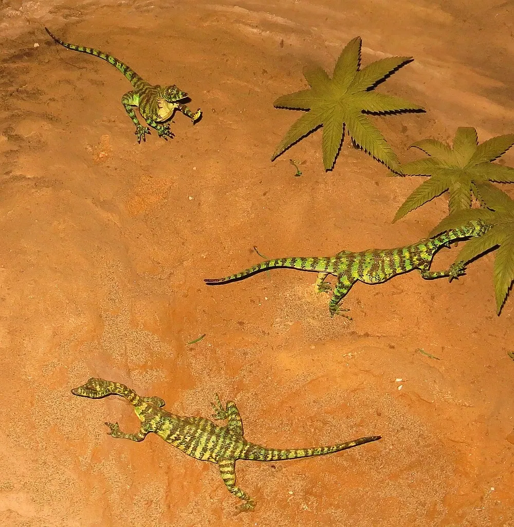 Museo di Storia Naturale dell’Università di Pisa