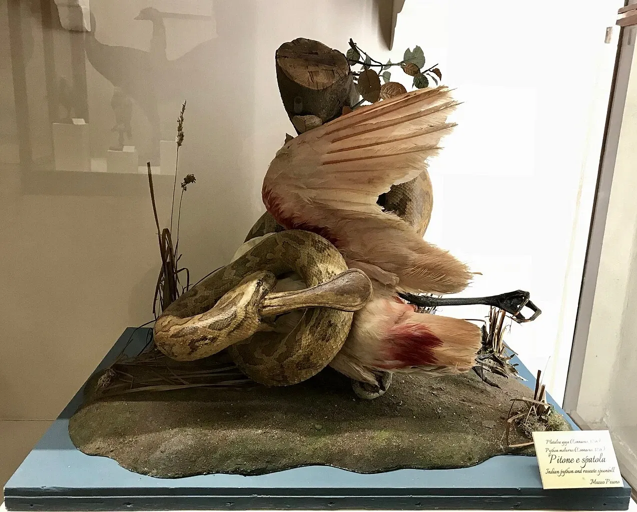 Natural History Museum of the University of Pisa