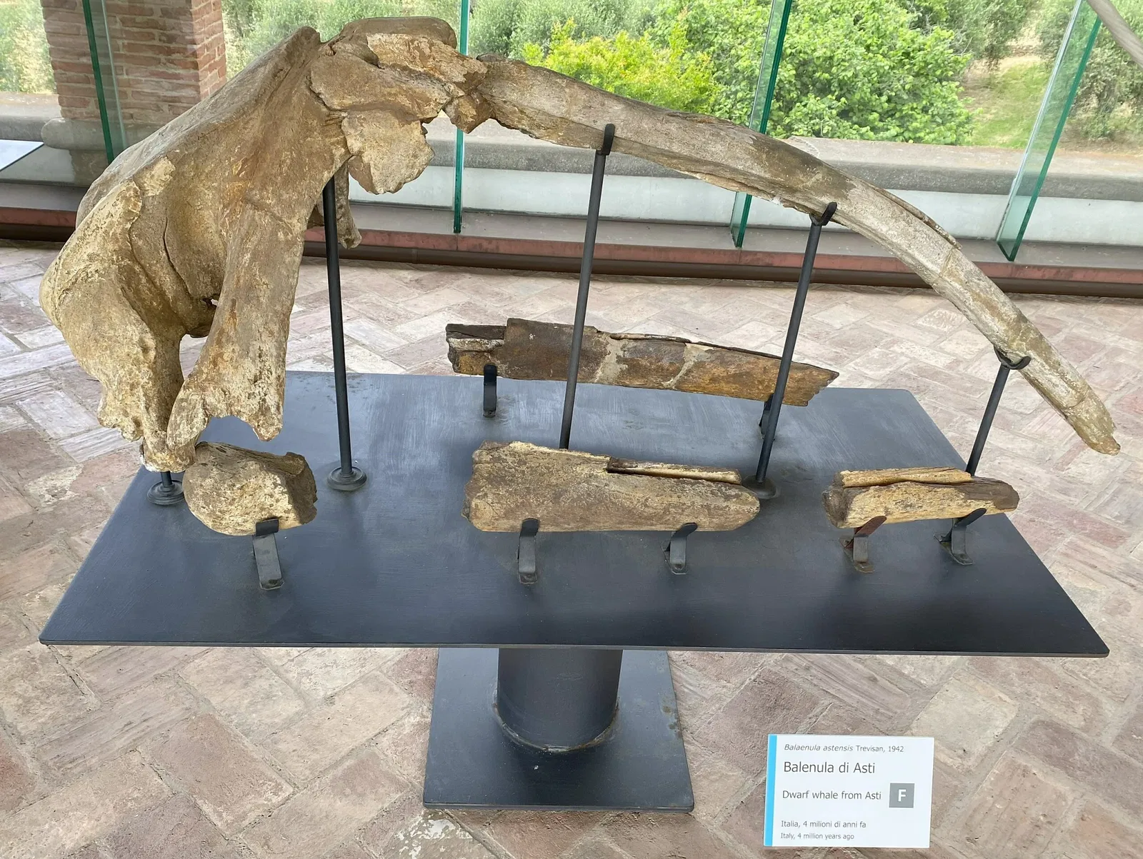 Natural History Museum of the University of Pisa