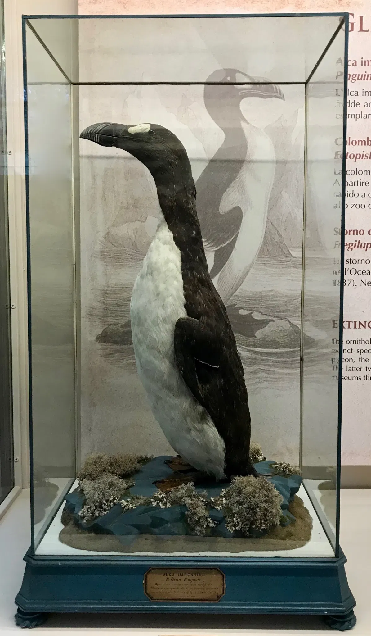 Natural History Museum of the University of Pisa