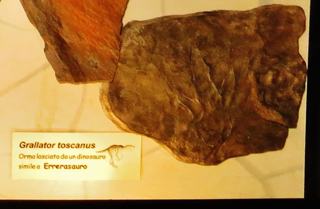 Natural History Museum of the University of Pisa