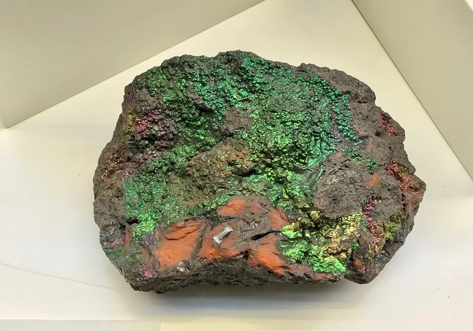 Natural History Museum of the University of Pisa