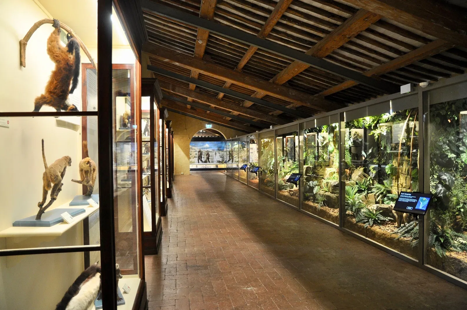 Natural History Museum of the University of Pisa