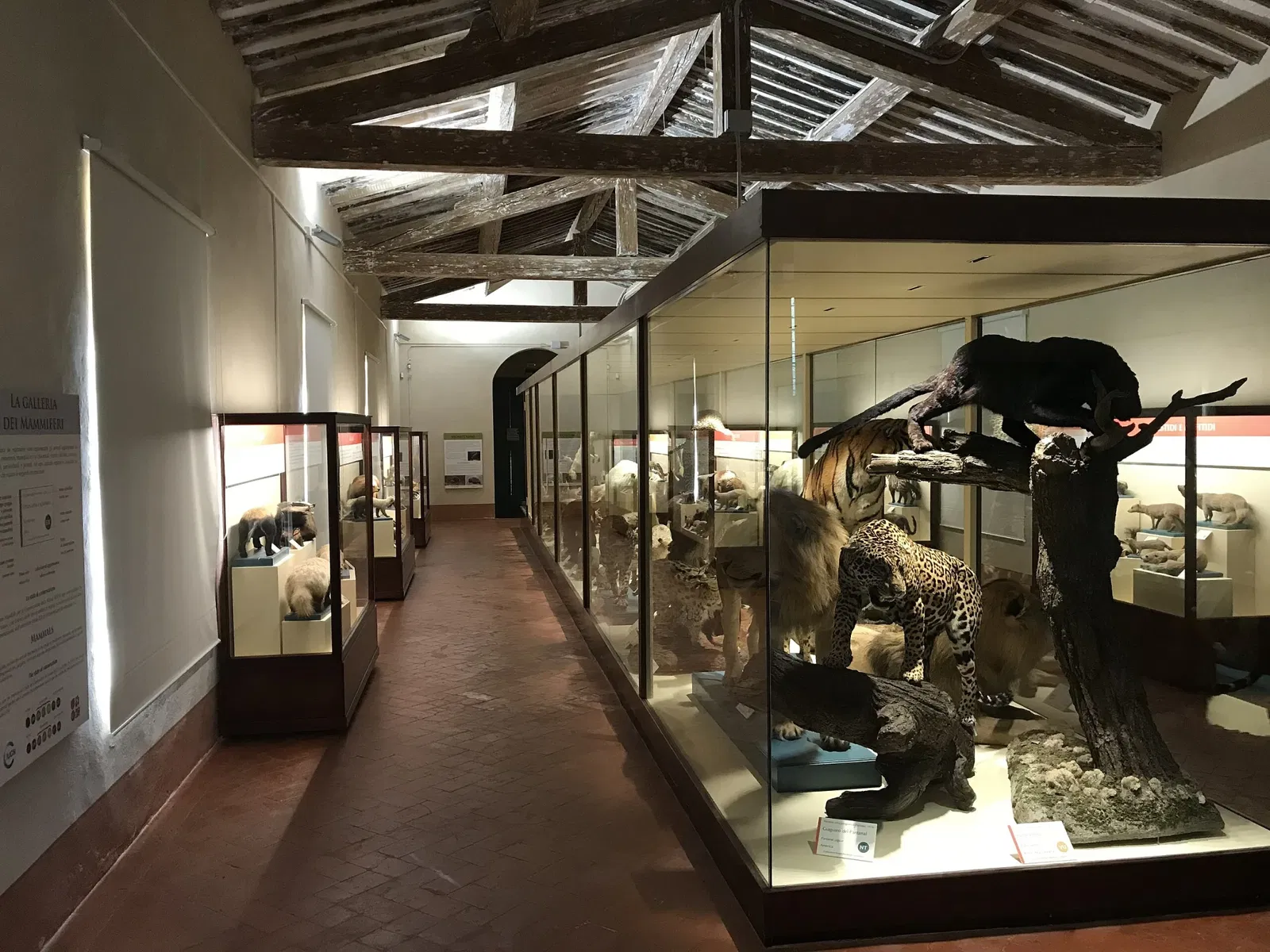 Museo di Storia Naturale dell’Università di Pisa