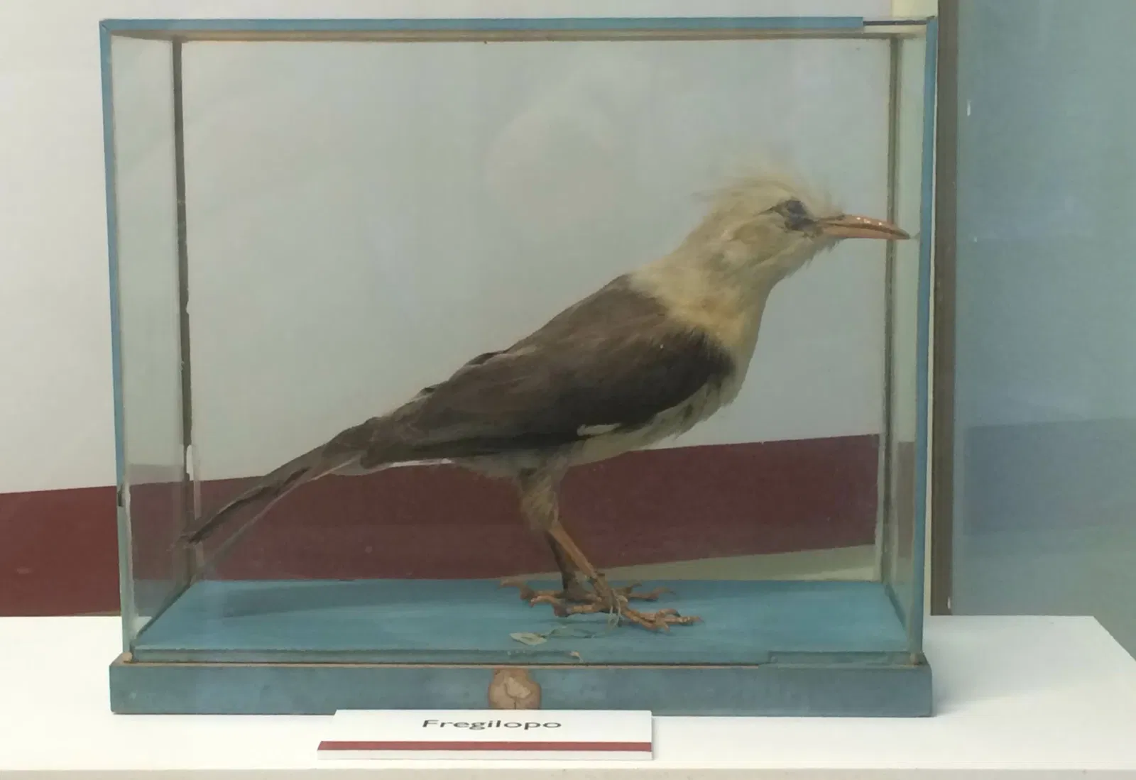 Natural History Museum of the University of Pisa