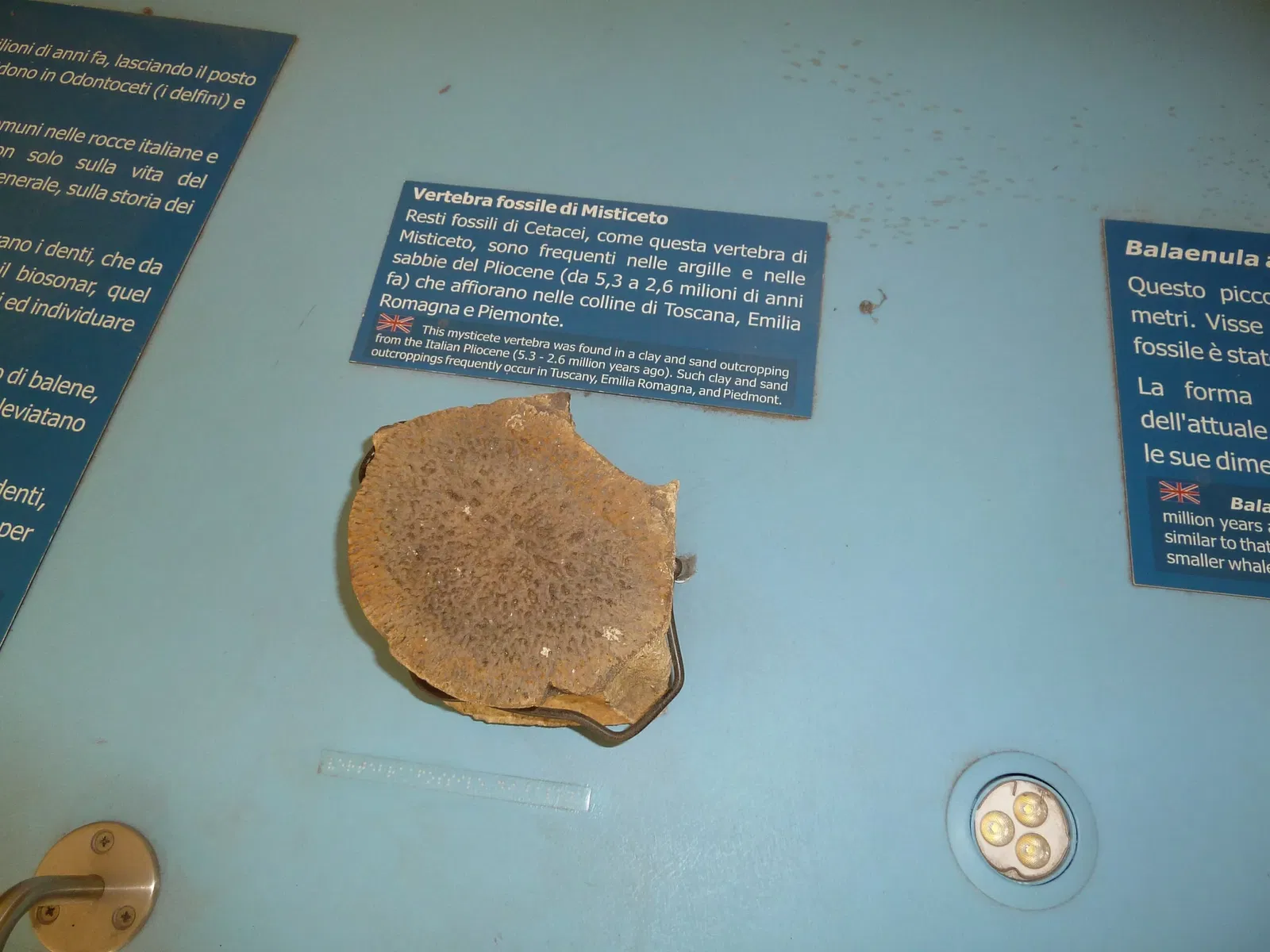 Museo di Storia Naturale dell’Università di Pisa