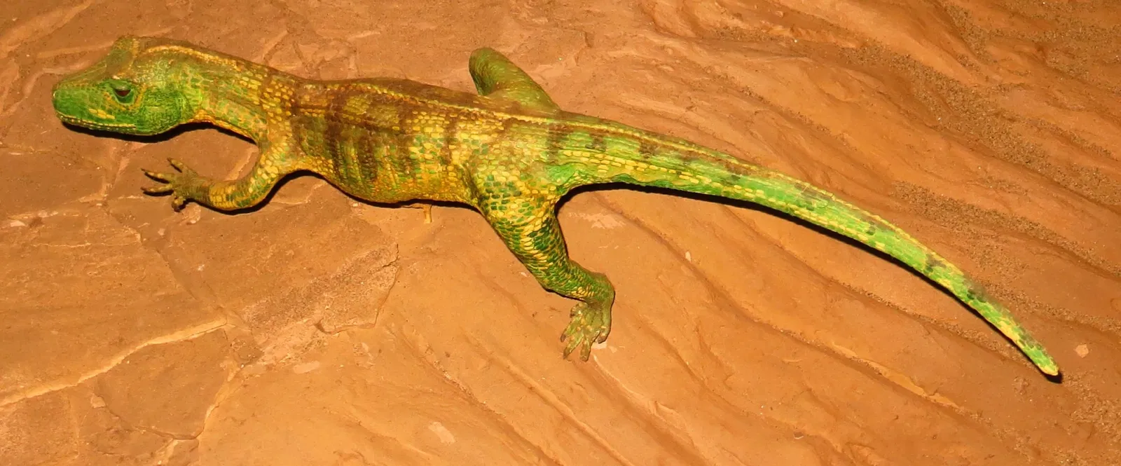 Museo di Storia Naturale dell’Università di Pisa