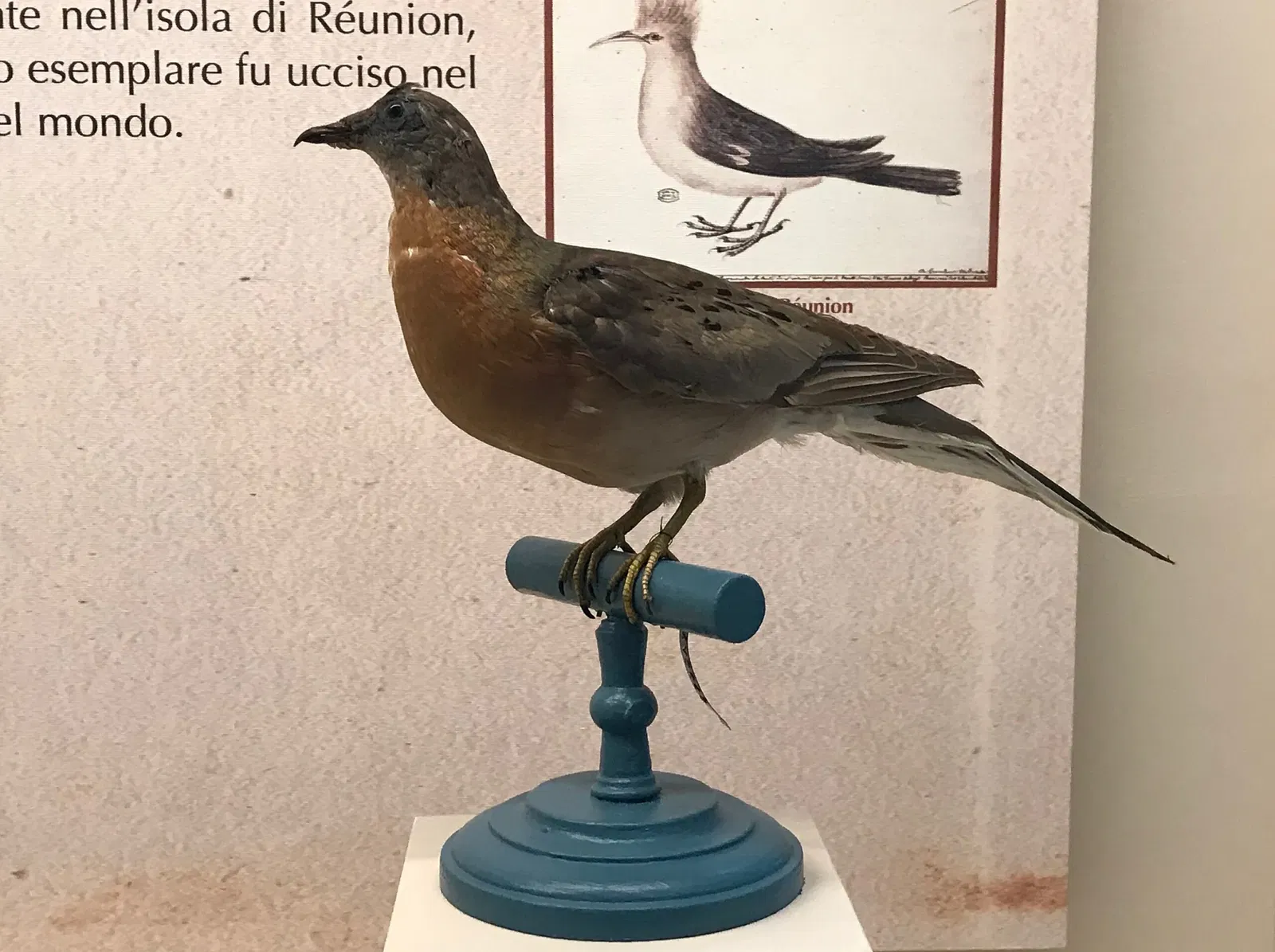 Natural History Museum of the University of Pisa