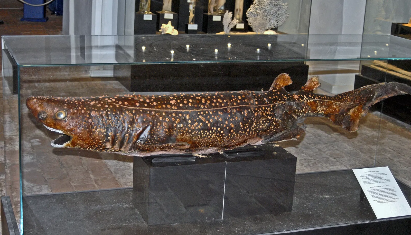 Natural History Museum of the University of Pisa