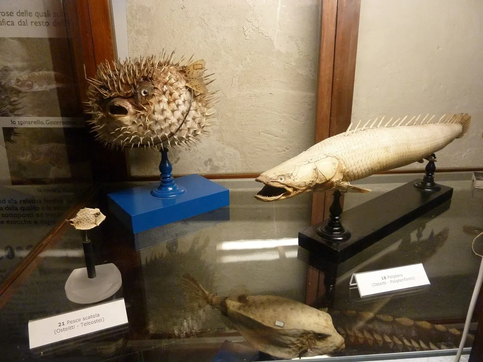 Museo di Storia Naturale dell’Università di Pisa