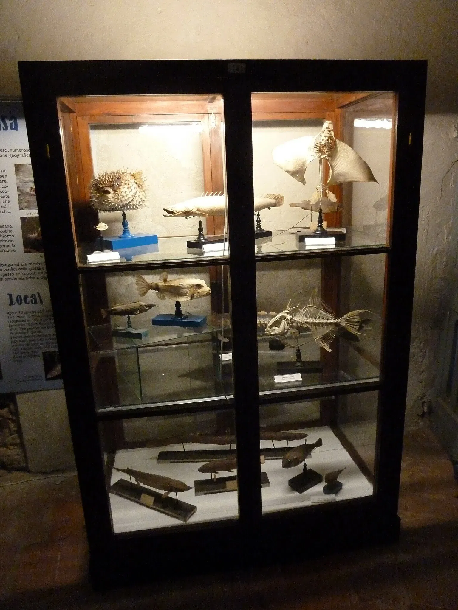 Museo di Storia Naturale dell’Università di Pisa