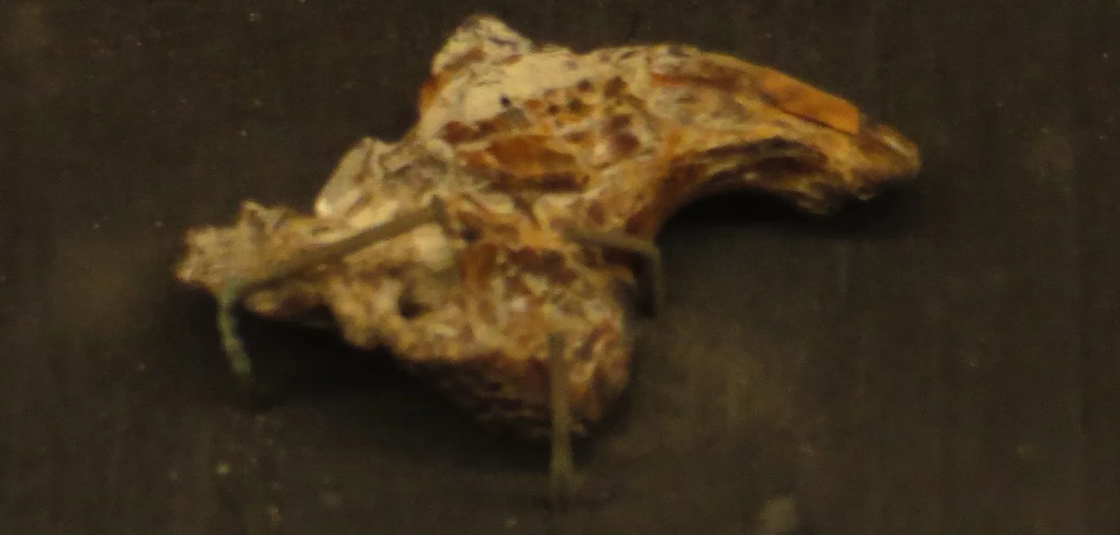 Natural History Museum of the University of Pisa