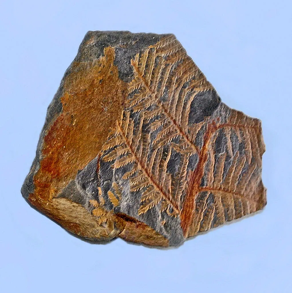 Museo di Storia Naturale dell’Università di Pisa