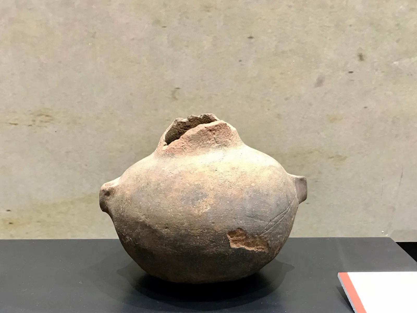 Museo di Storia Naturale dell’Università di Pisa