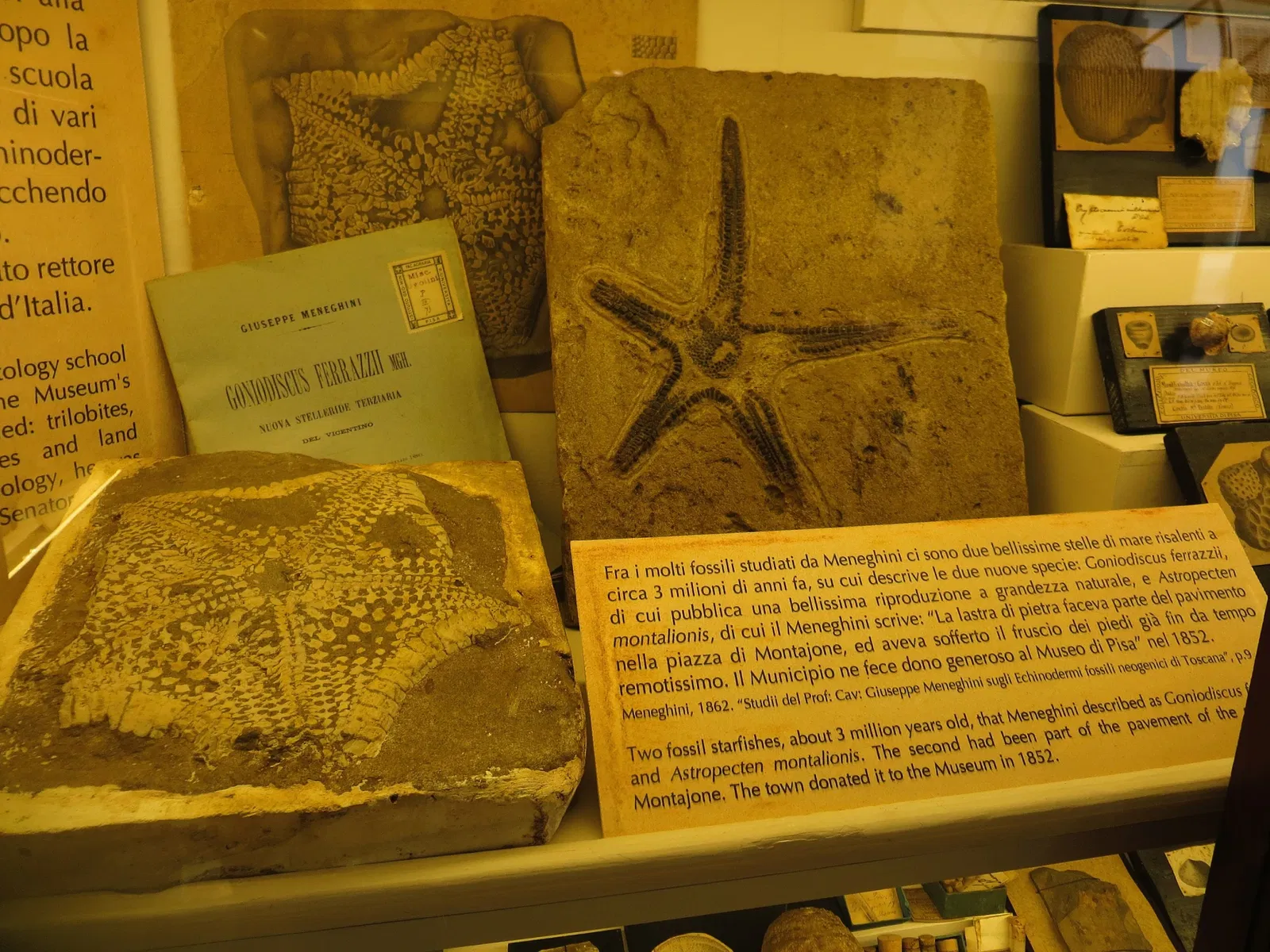 Museo di Storia Naturale dell’Università di Pisa