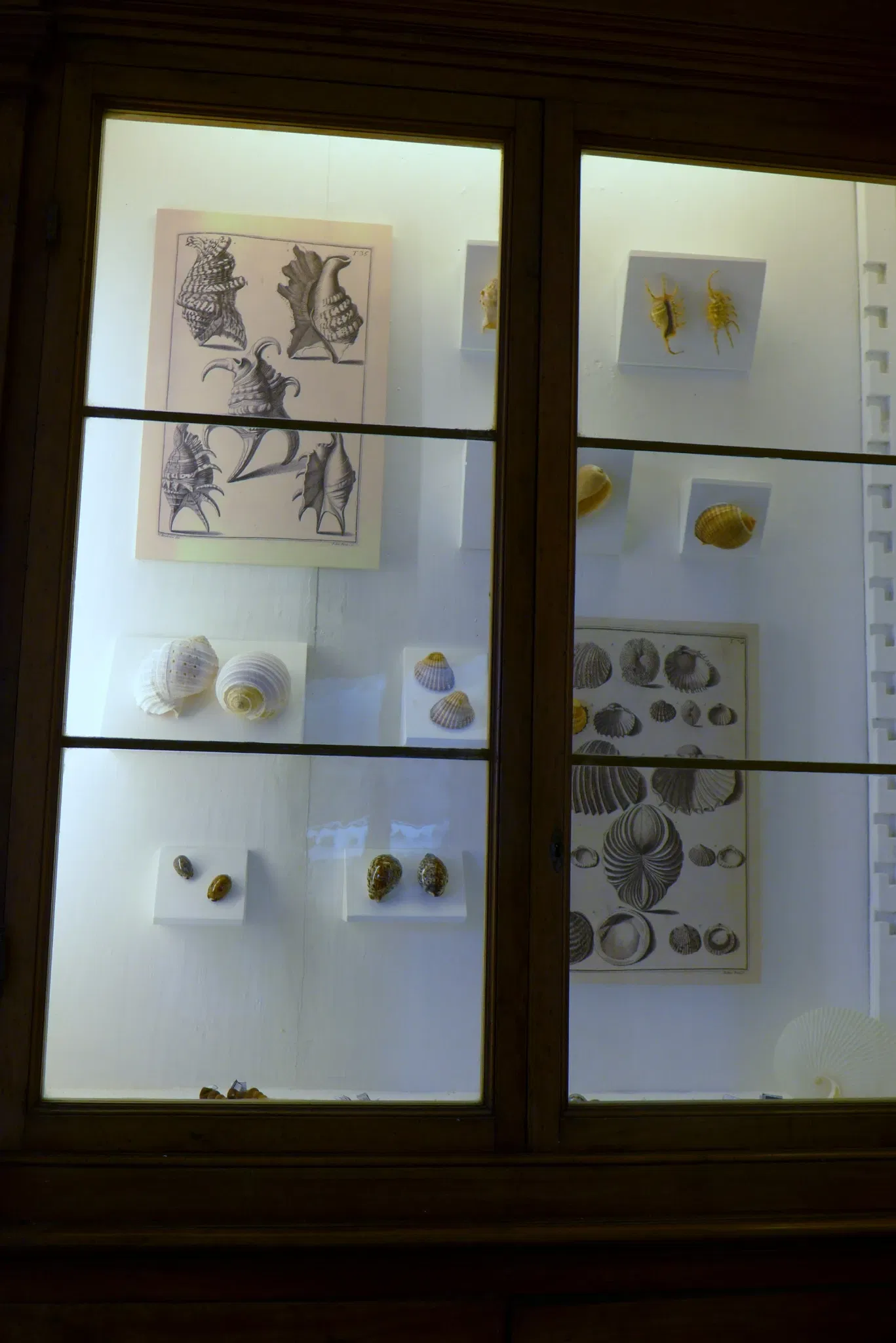 Museo di Storia Naturale dell’Università di Pisa