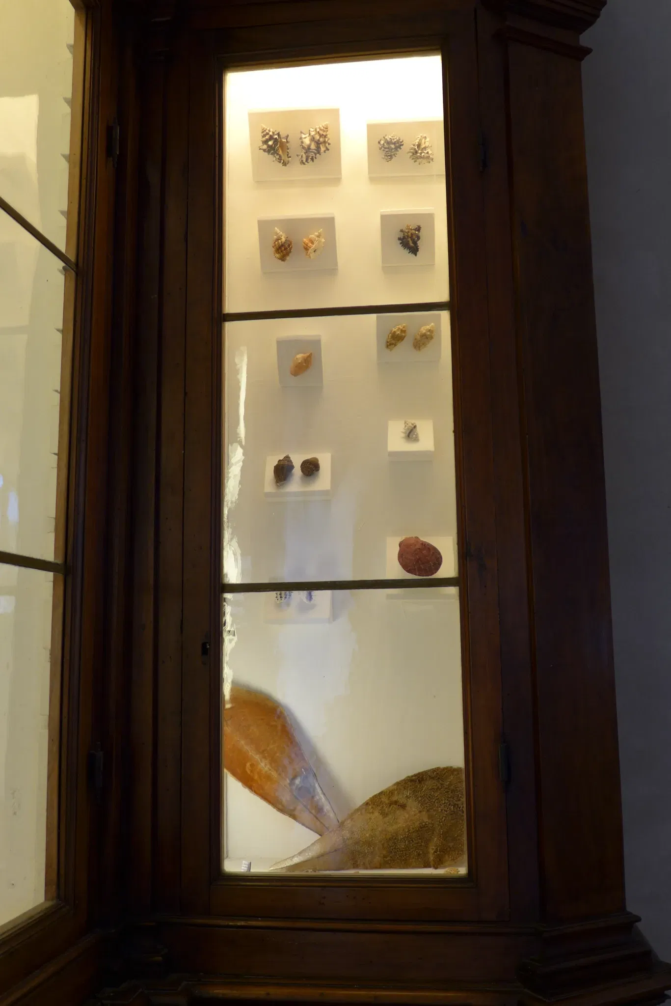 Natural History Museum of the University of Pisa