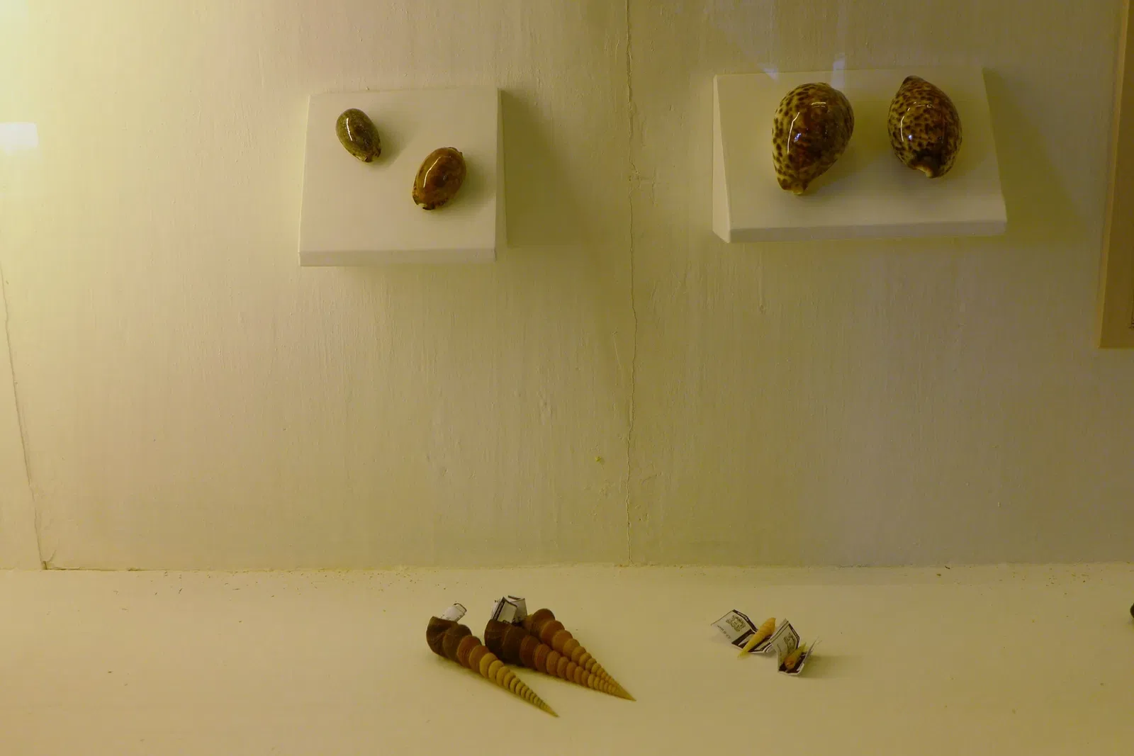 Natural History Museum of the University of Pisa