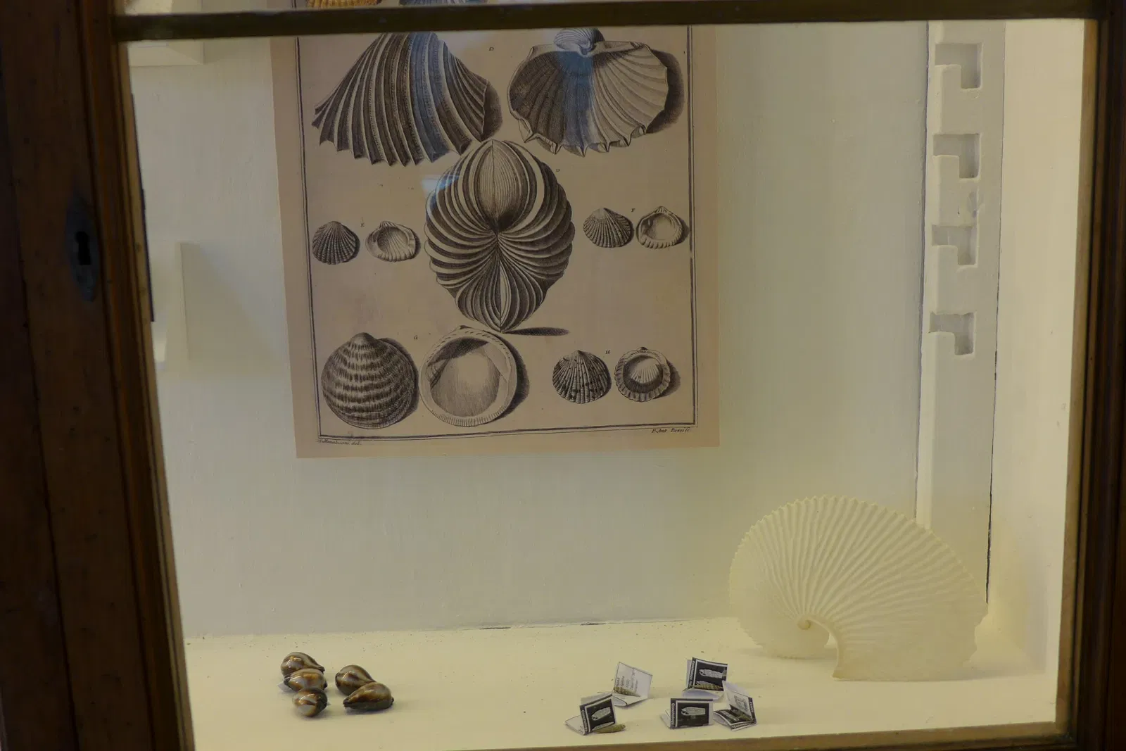 Natural History Museum of the University of Pisa