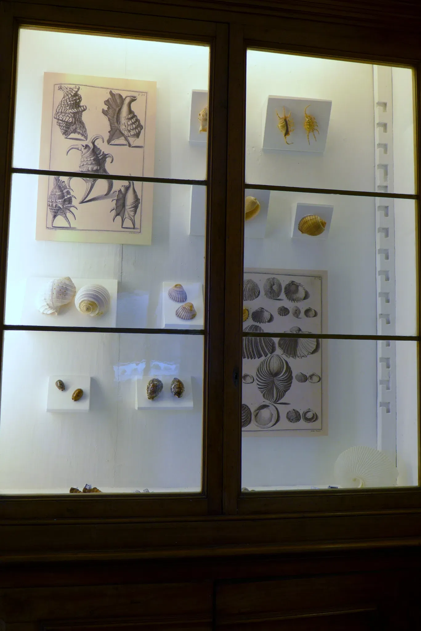 Natural History Museum of the University of Pisa