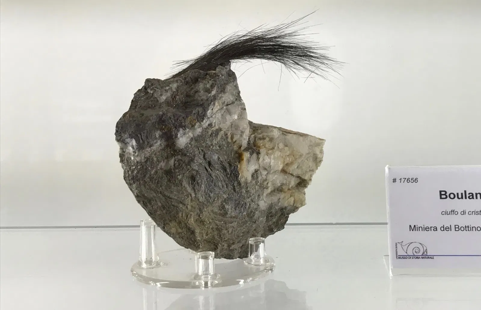 Museo di Storia Naturale dell’Università di Pisa