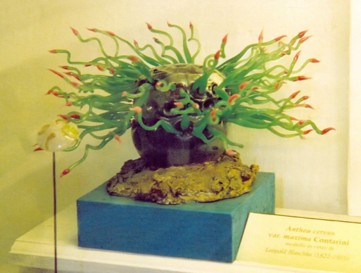 Museo di Storia Naturale dell’Università di Pisa