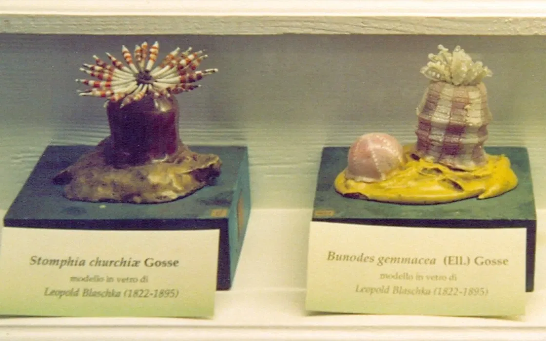 Natural History Museum of the University of Pisa