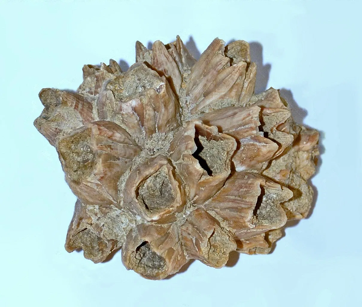 Museo di Storia Naturale dell’Università di Pisa