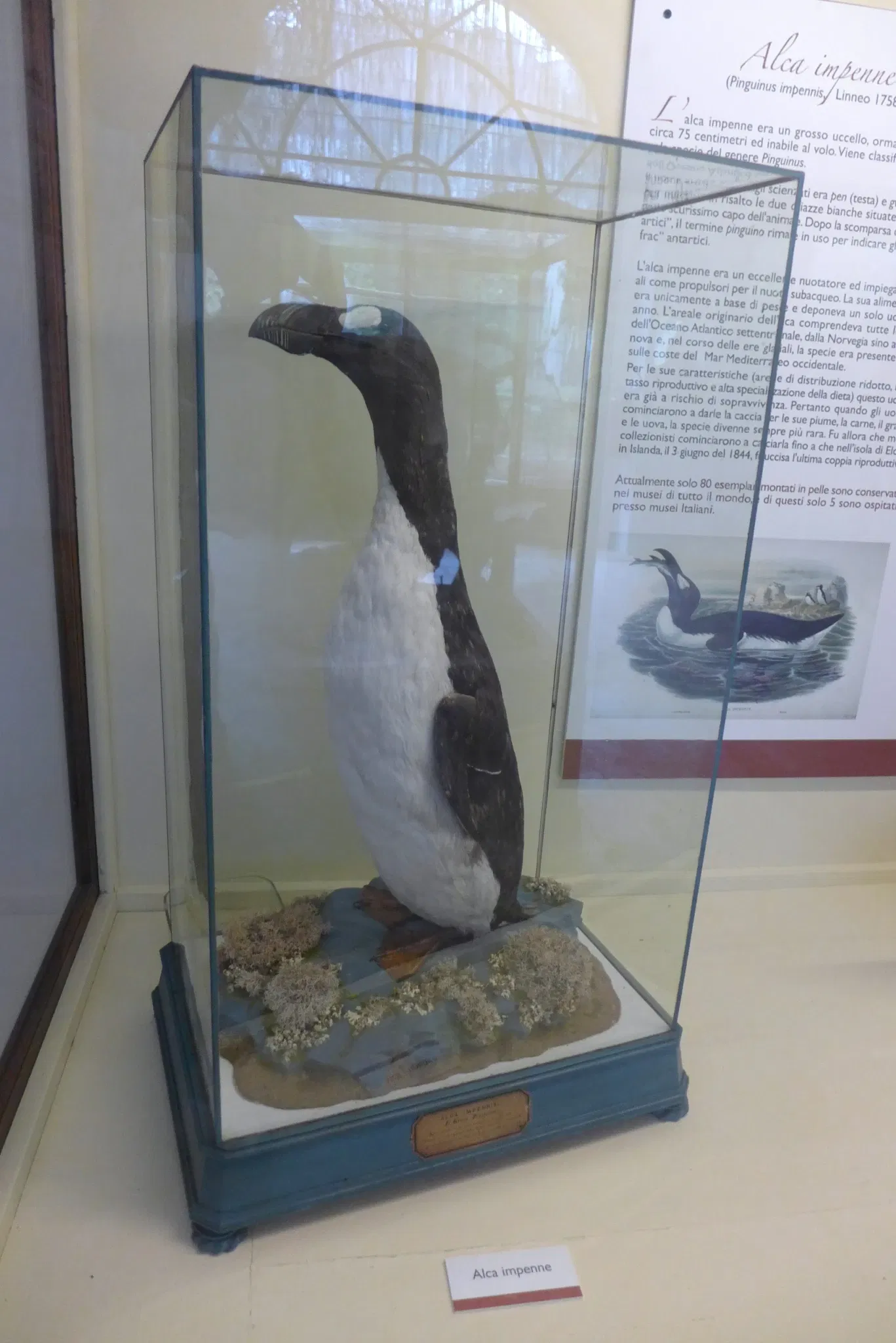 Natural History Museum of the University of Pisa