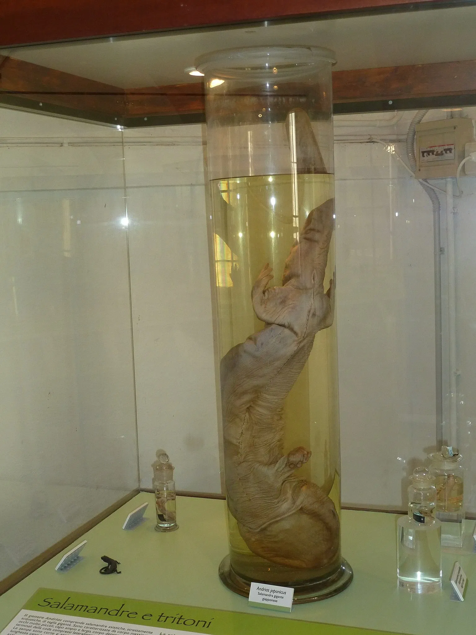 Natural History Museum of the University of Pisa