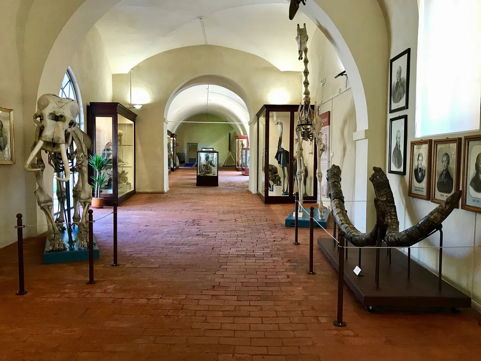 Natural History Museum of the University of Pisa