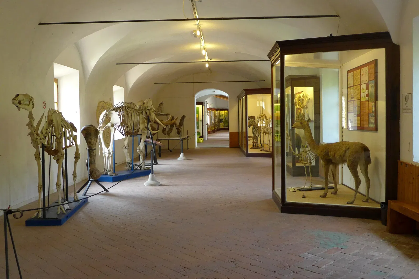 Natural History Museum of the University of Pisa