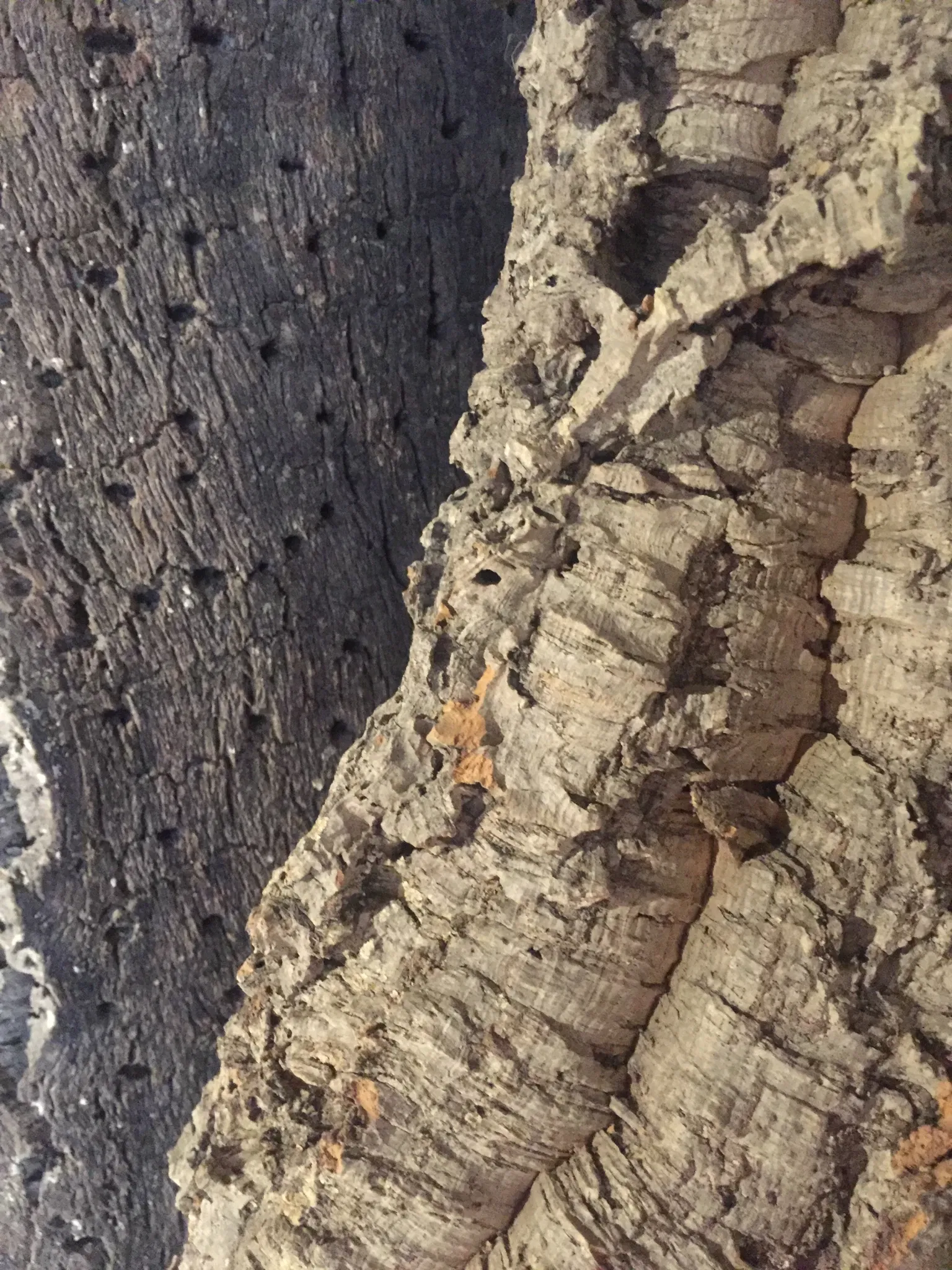 MEOC- Museo Etnografico Oliva Carta Cannas