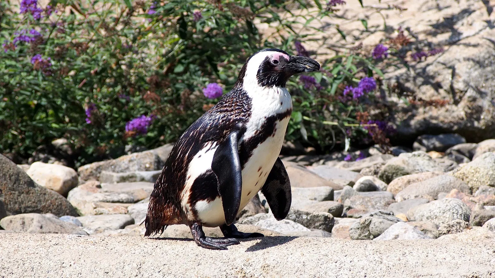 Parc Zoologique de Champrepus