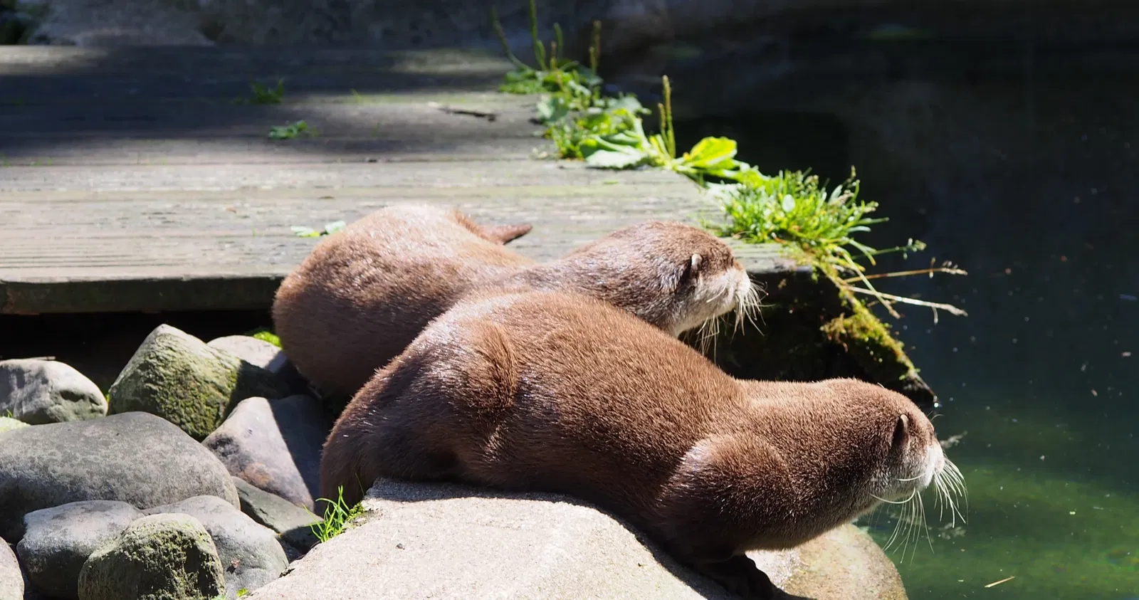 Parc Zoologique de Champrepus