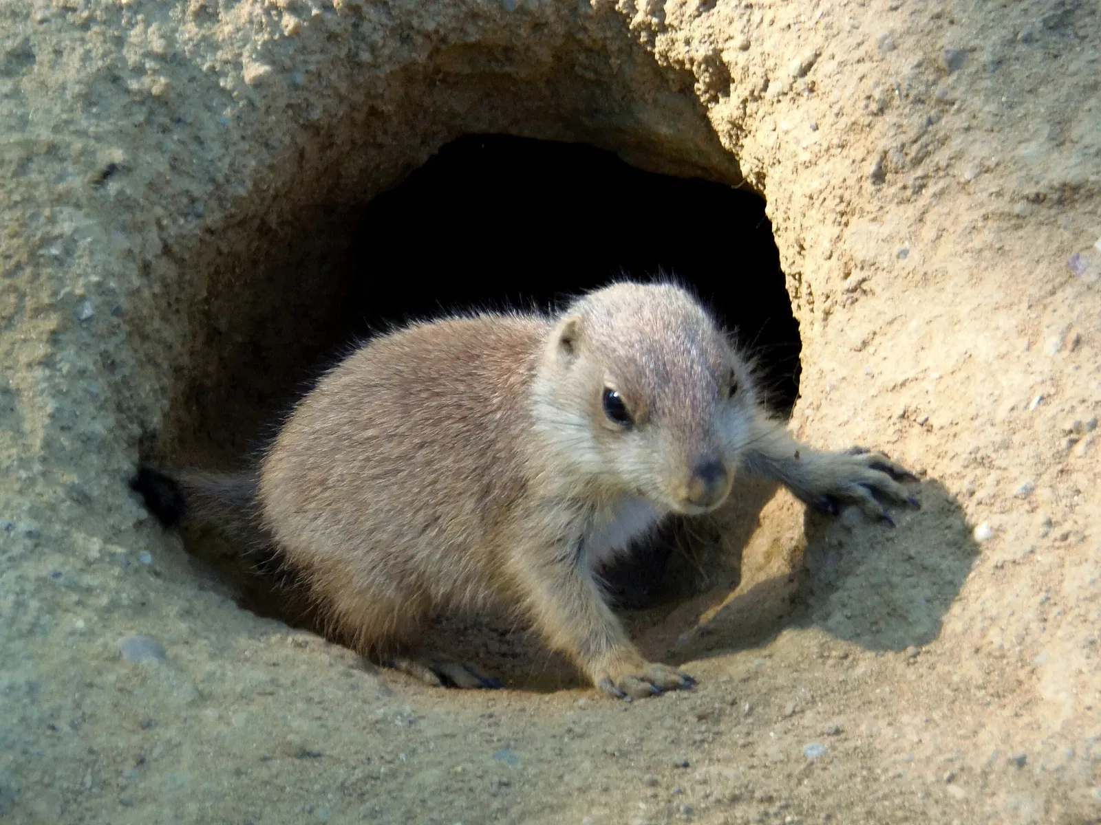 Parc Zoologique de Champrepus