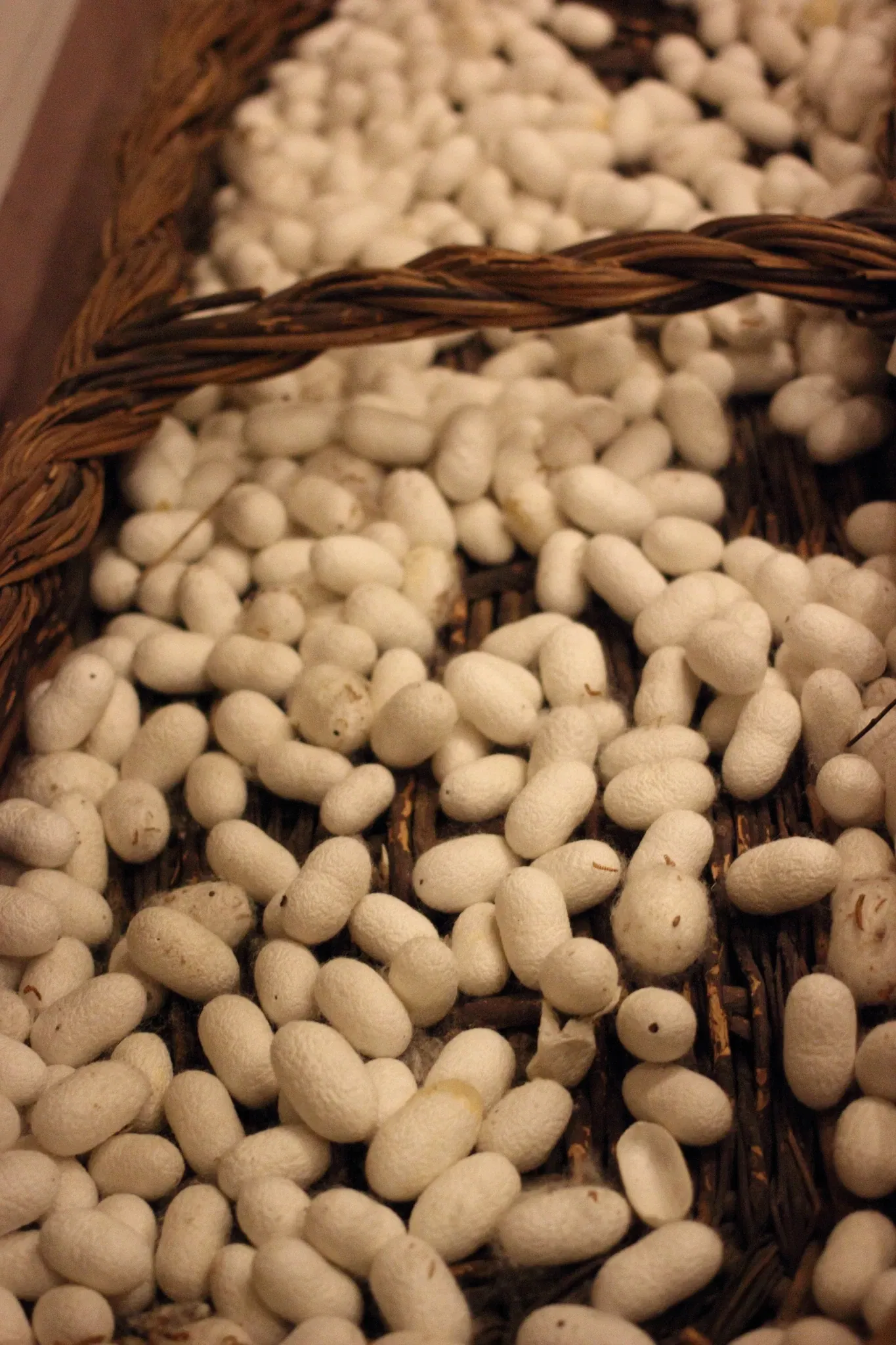 Museo Civico Etnografico Archeologico C.G. Fanchini