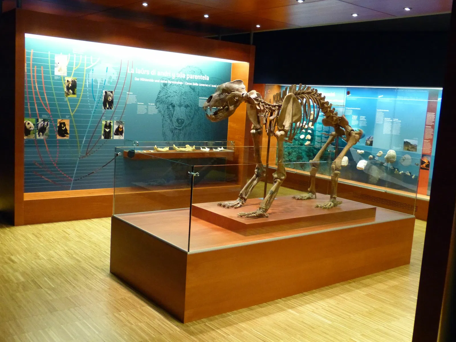 Museum Ladin Ursus ladinicus