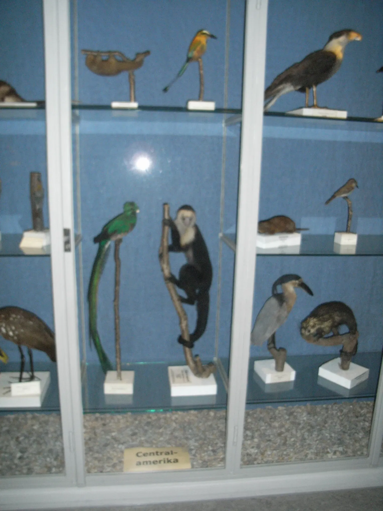 Museum of Evolution
