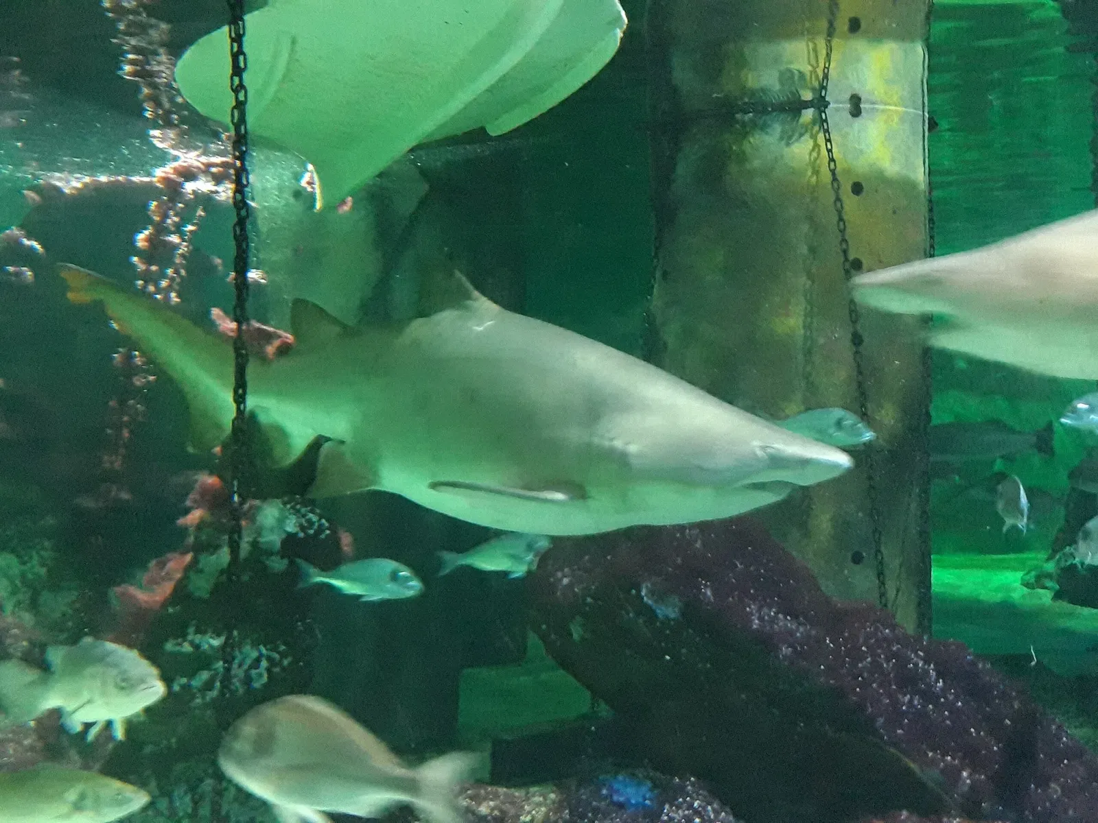 Acquario di Cattolica