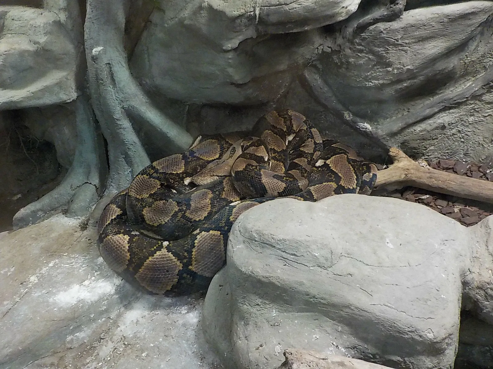 Aquarium of Cattolica