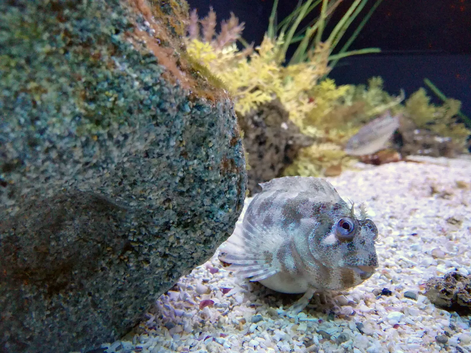 Aquarium of Cattolica