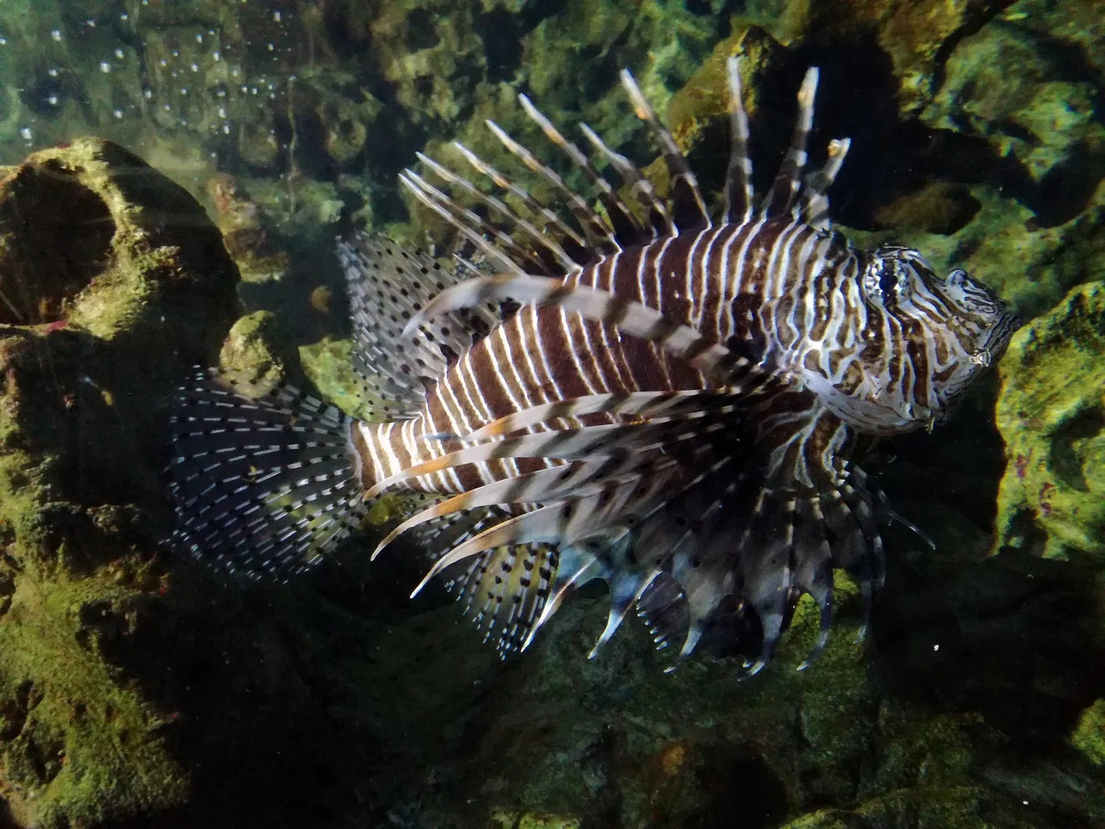 Aquarium of Cattolica