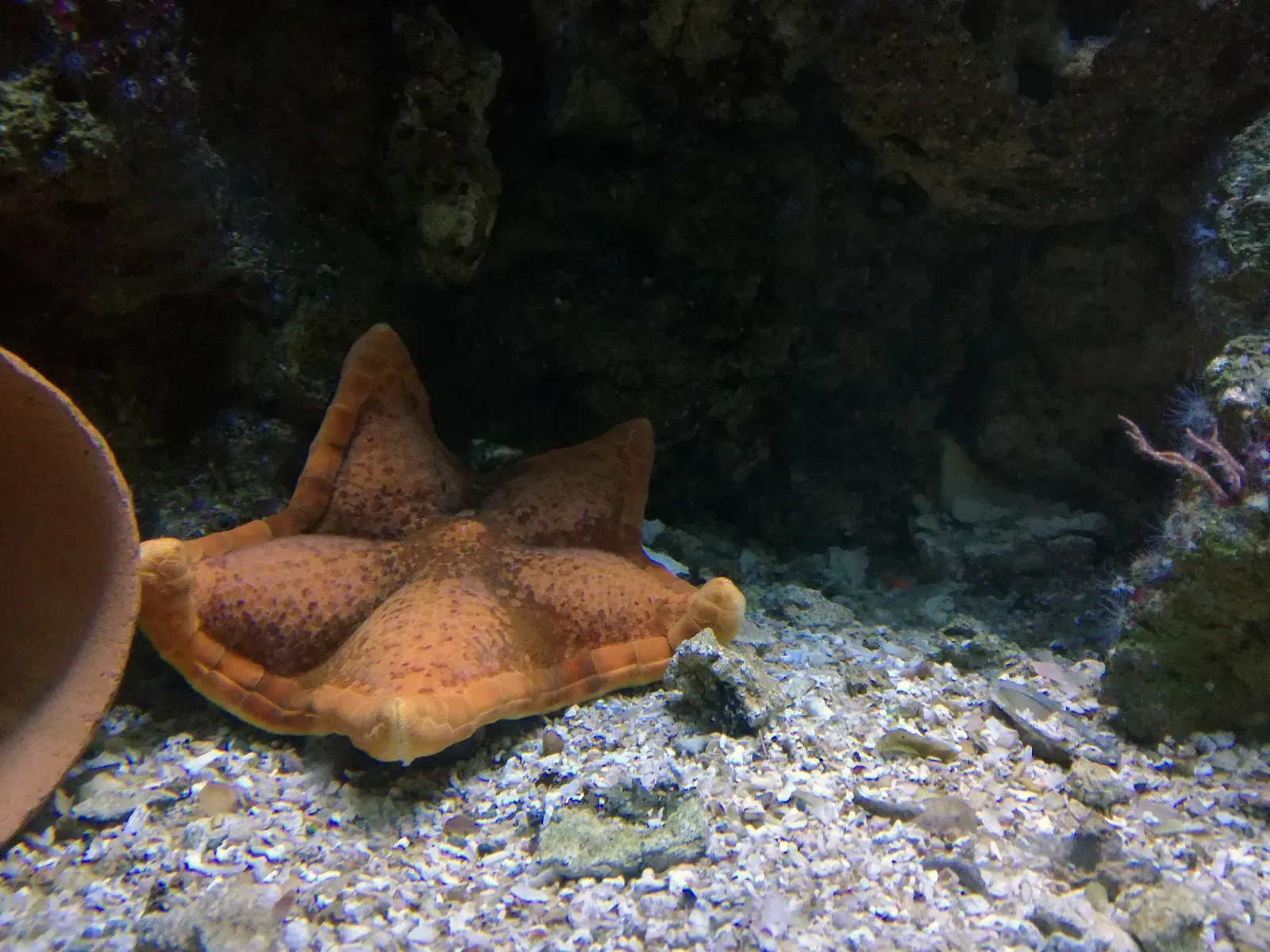 Acquario di Cattolica