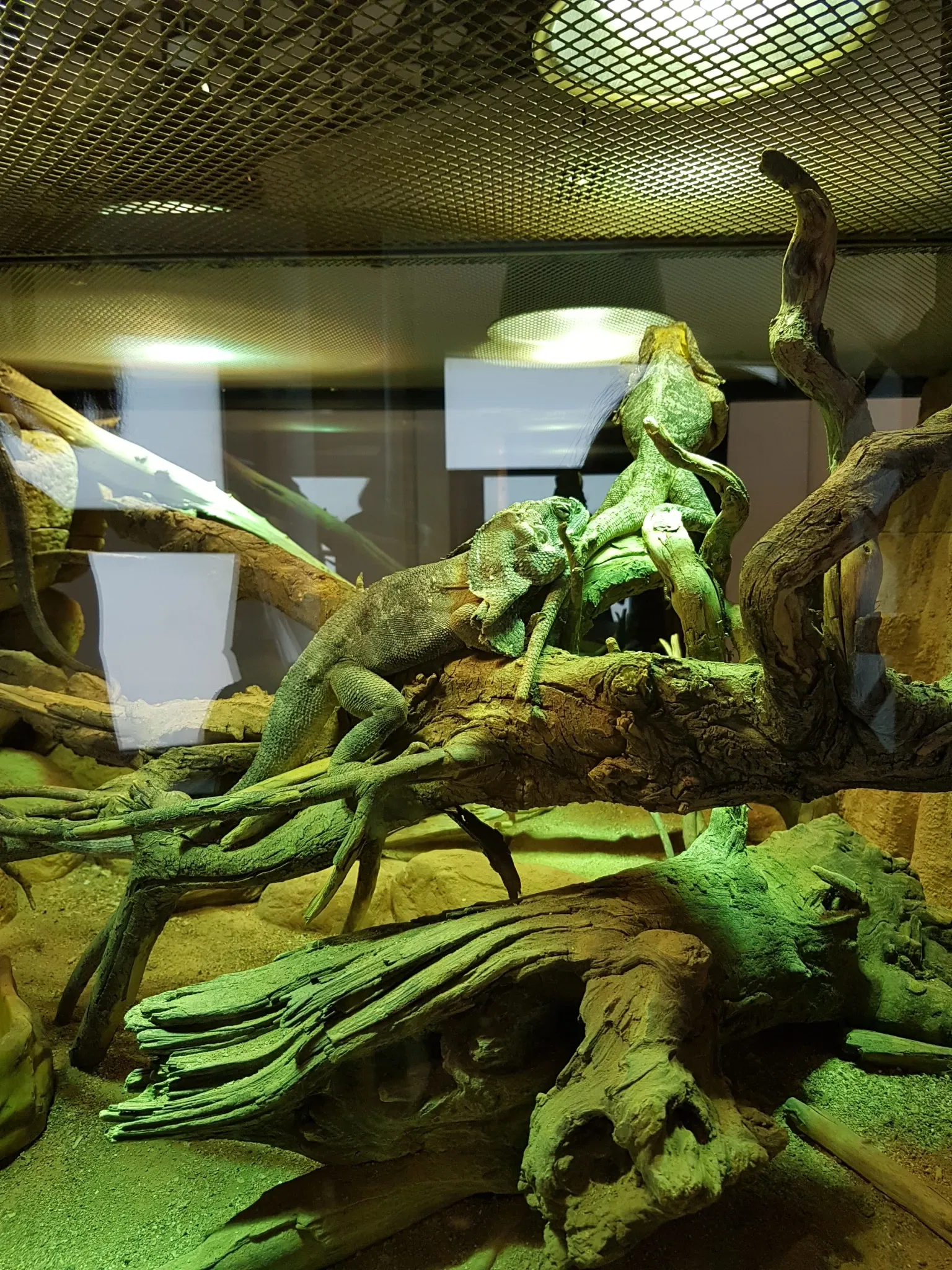 Acquario di Cattolica