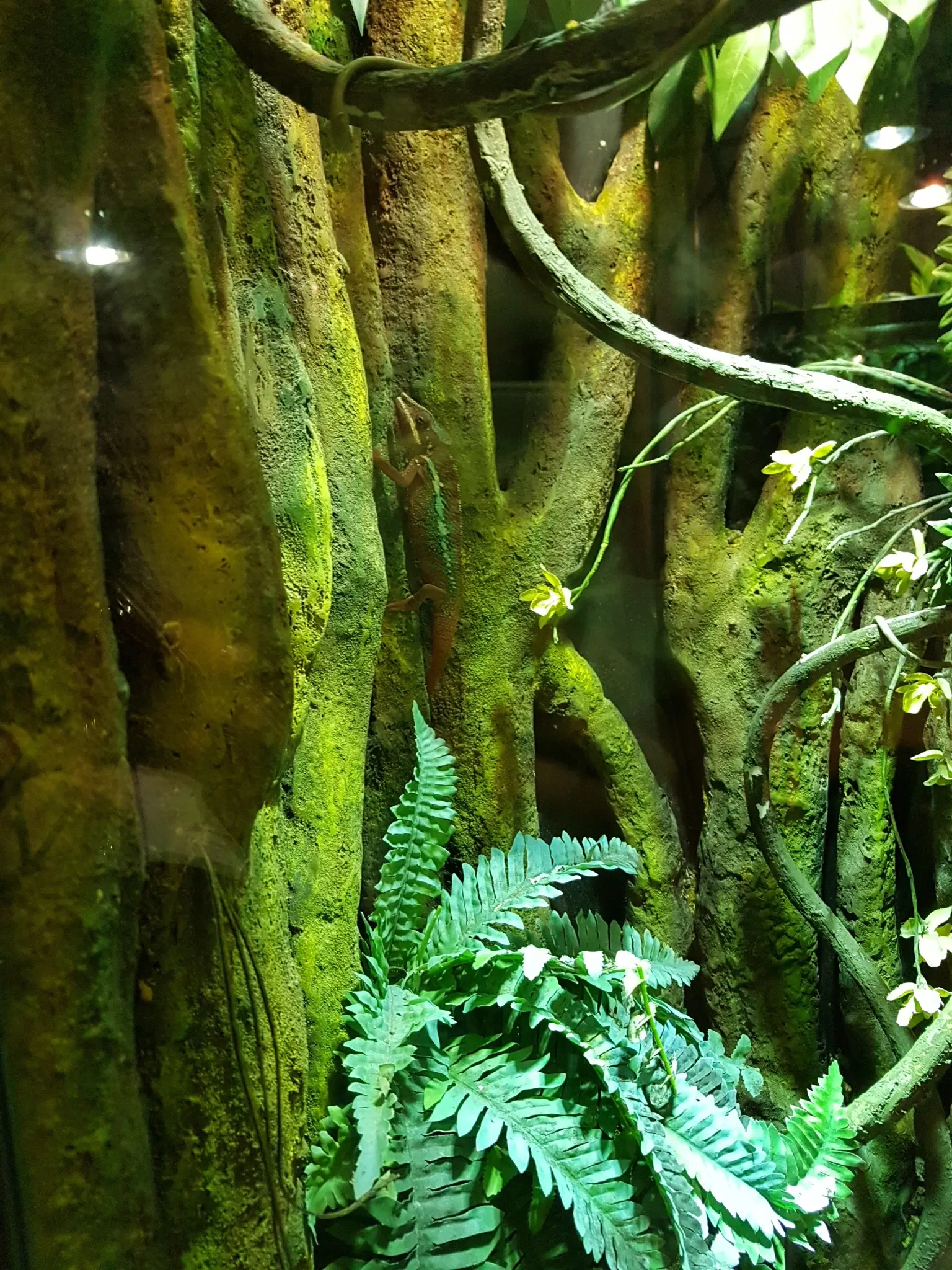 Acquario di Cattolica