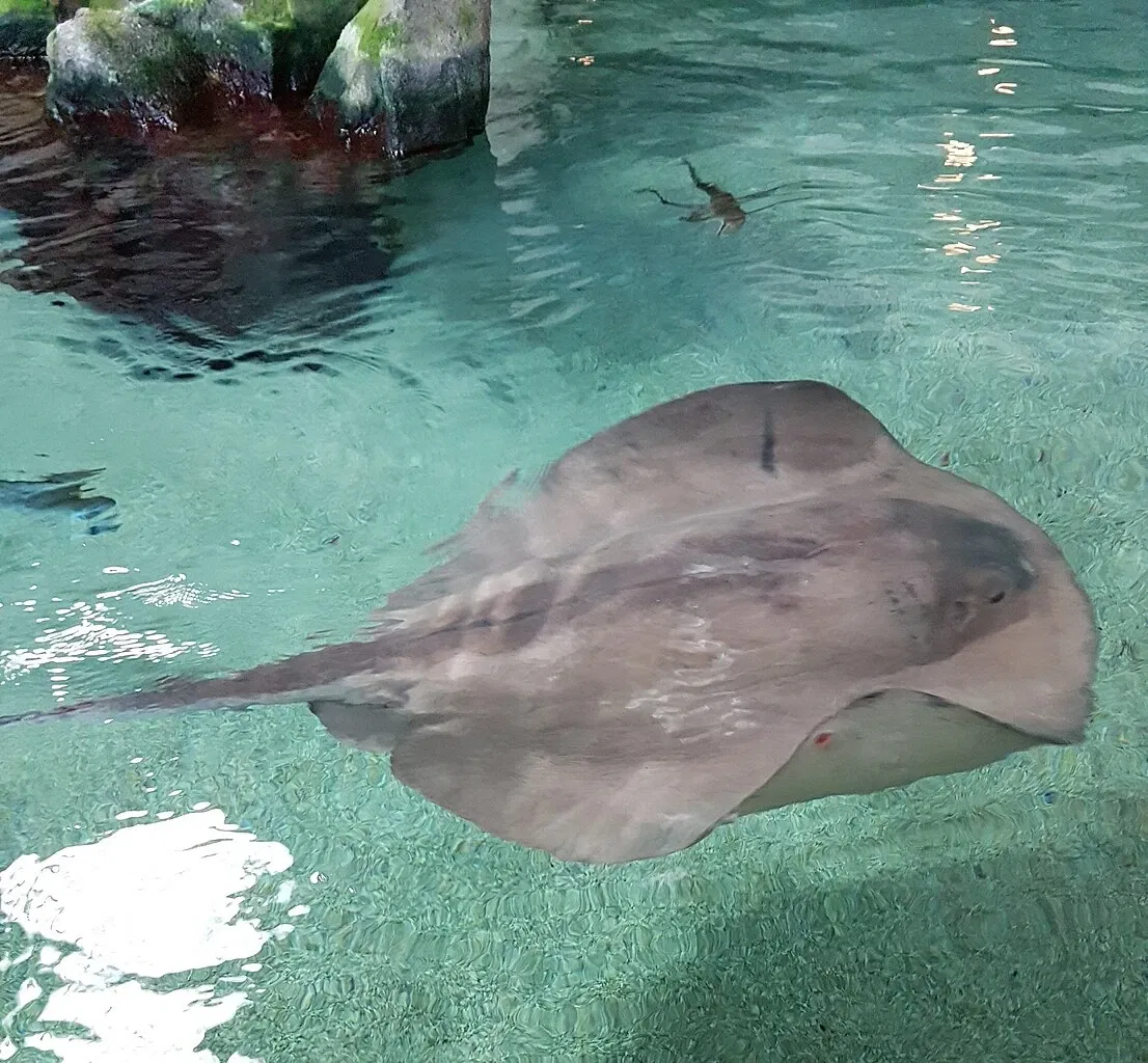 Aquarium of Cattolica