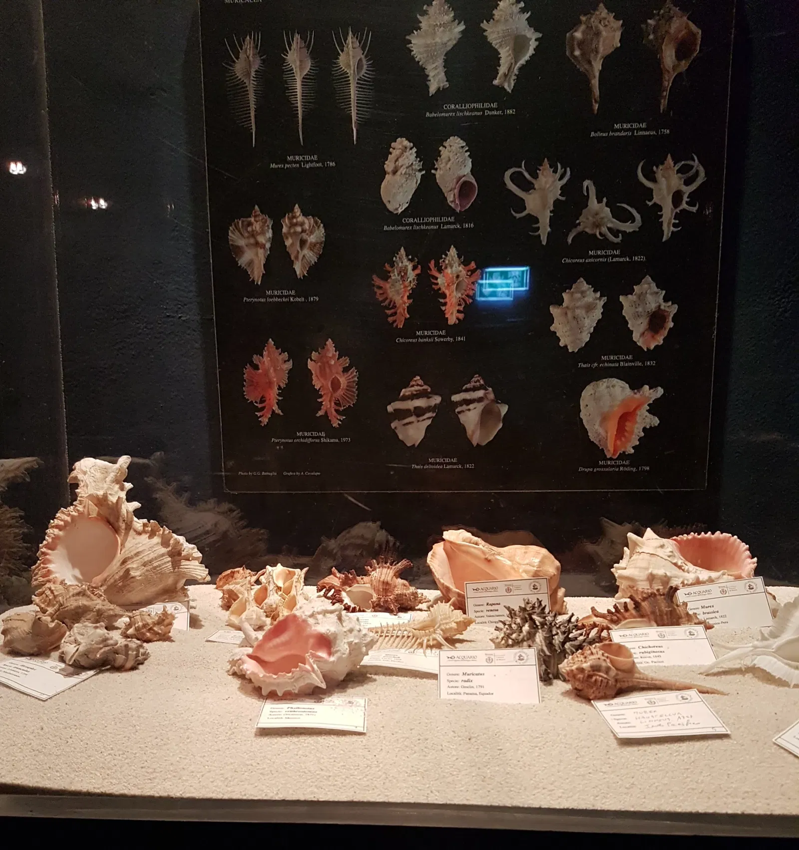 Aquarium of Cattolica