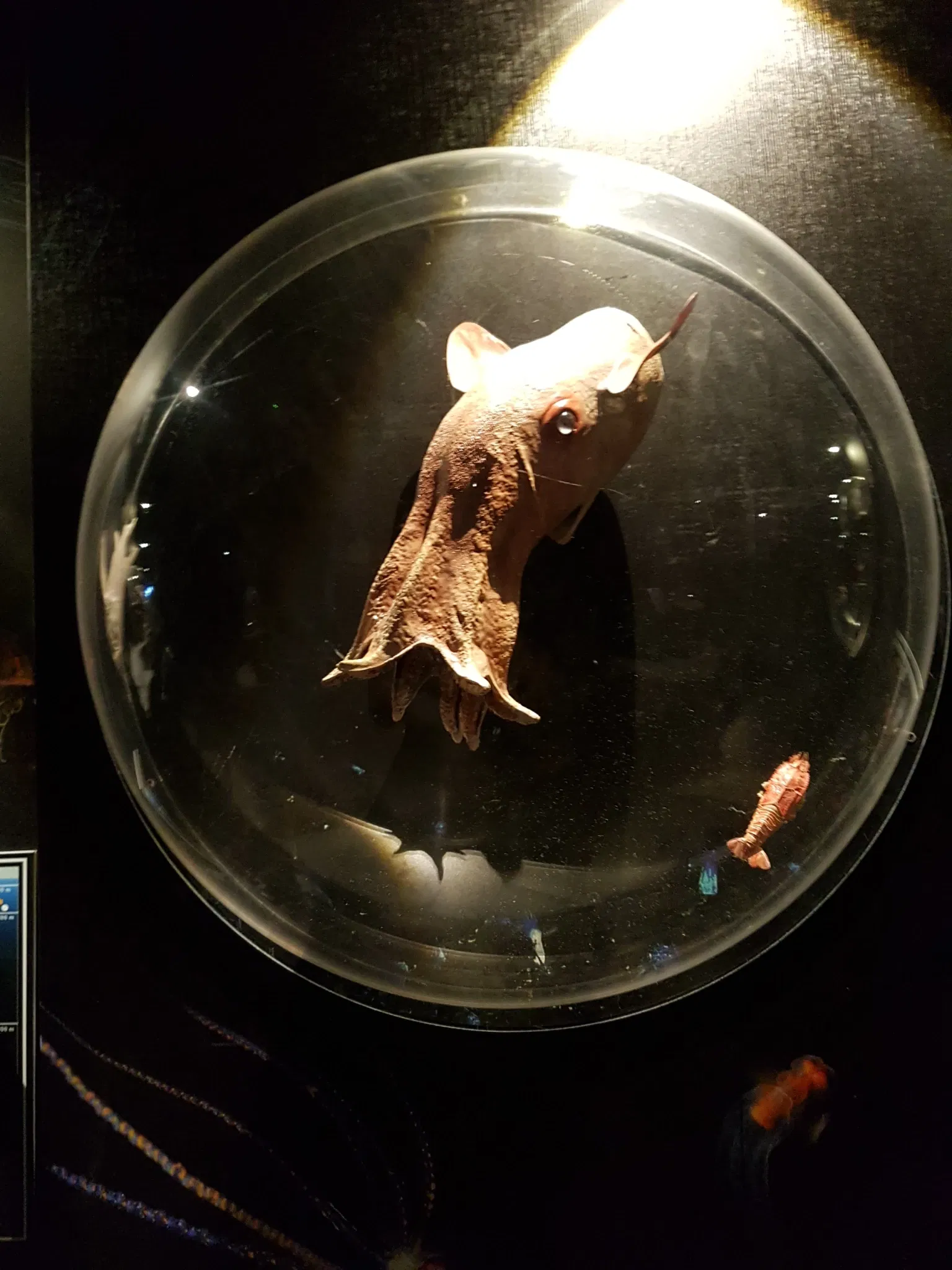 Aquarium of Cattolica